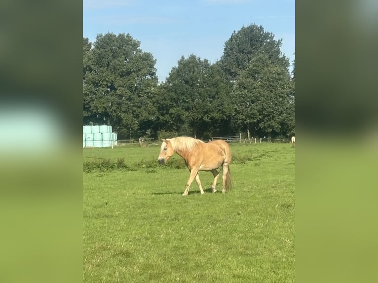 Hafliger Wałach 12 lat 155 cm Kasztanowata in Norderstedt