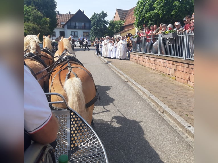 Hafliger Wałach 13 lat 148 cm Kasztanowata in SEEBACH