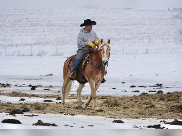 Hafliger Wałach 14 lat 152 cm Cisawa in Rineyville