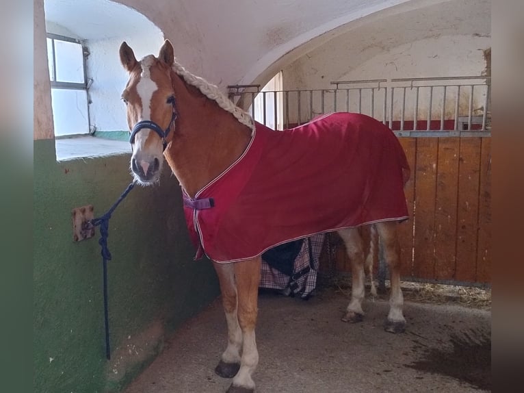 Hafliger Wałach 14 lat 153 cm Kasztanowata in Berndorf bei Salzburg