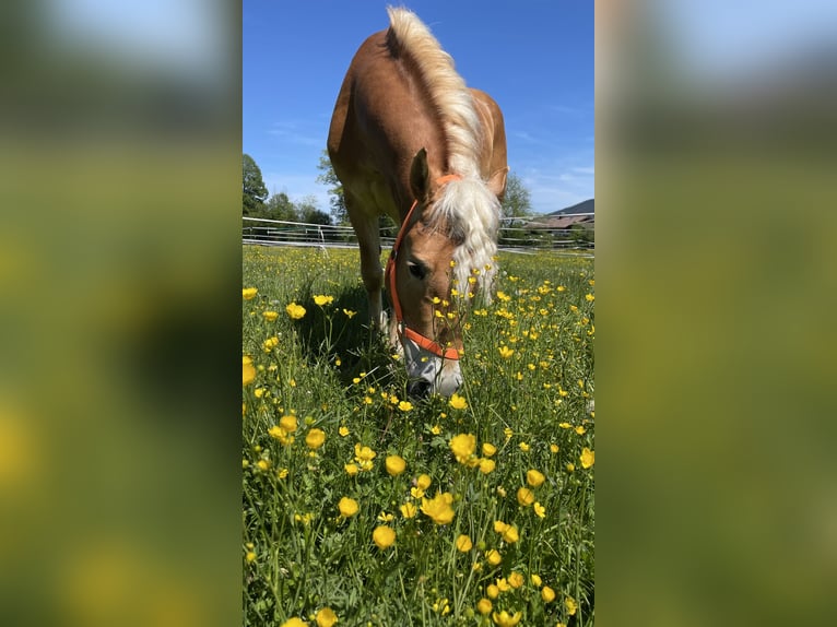 Hafliger Wałach 14 lat 153 cm  in Kreuth