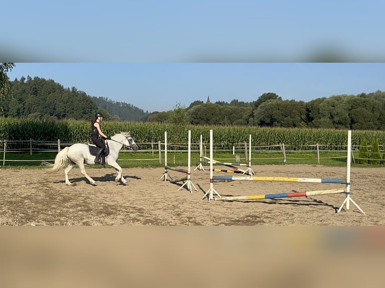 Hafliger Mix Wałach 16 lat 145 cm Siwa in Haimburg