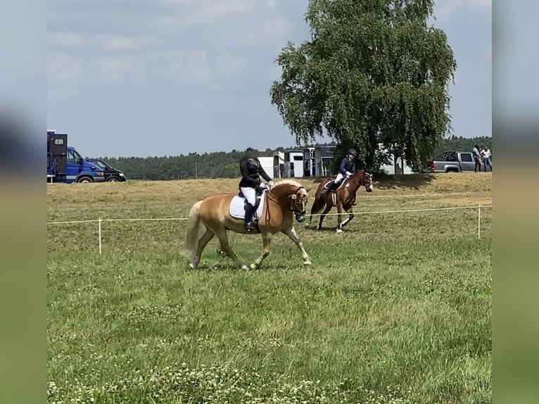 Hafliger Wałach 17 lat 153 cm Kasztanowata in Königslutter am Elm