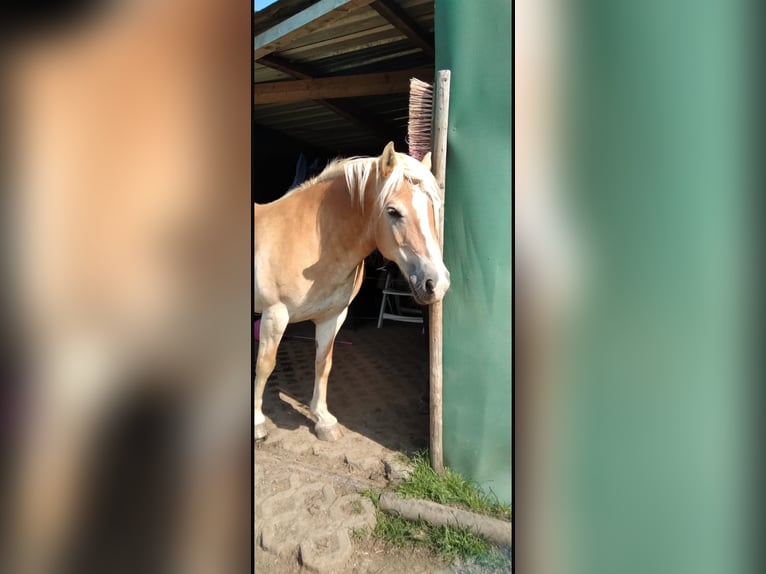 Hafliger Wałach 18 lat 140 cm Izabelowata in Geilenkirchen