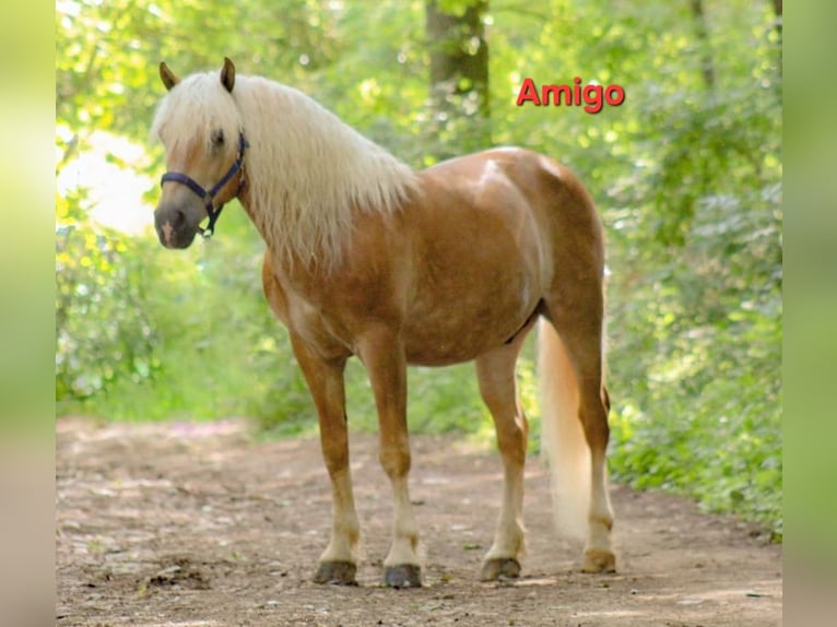 Hafliger Wałach 18 lat 150 cm  in Ober-Hilbersheim