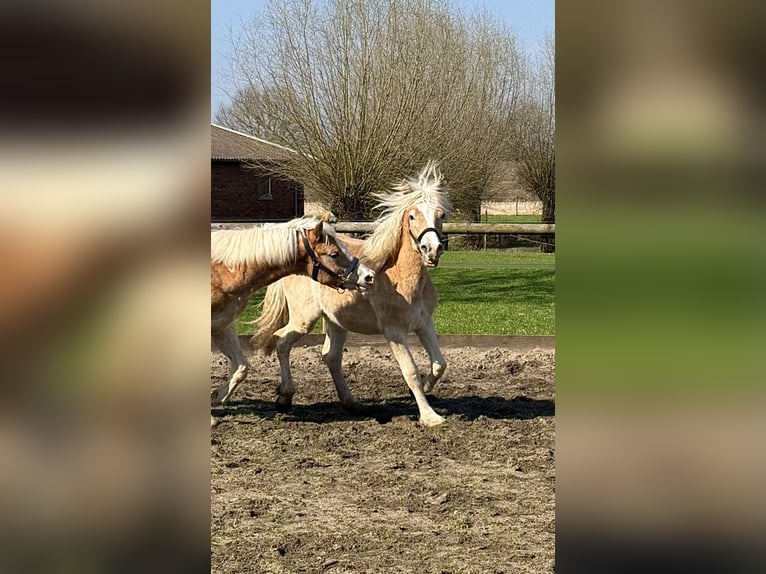 Hafliger Wałach 1 Rok 145 cm Kasztanowata in Drensteinfurt - Rinkerode