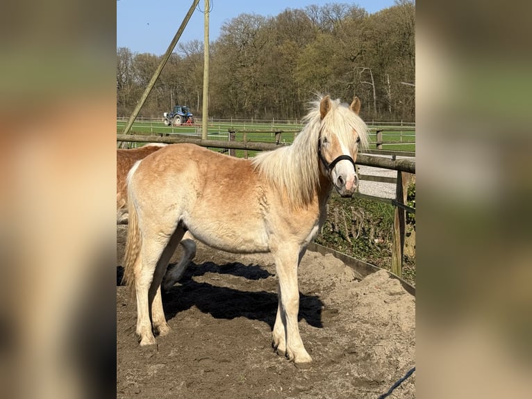 Hafliger Wałach 1 Rok 145 cm Kasztanowata in Drensteinfurt - Rinkerode