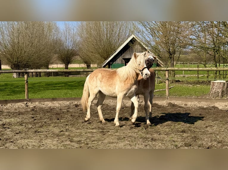 Hafliger Wałach 1 Rok 145 cm Kasztanowata in Drensteinfurt - Rinkerode