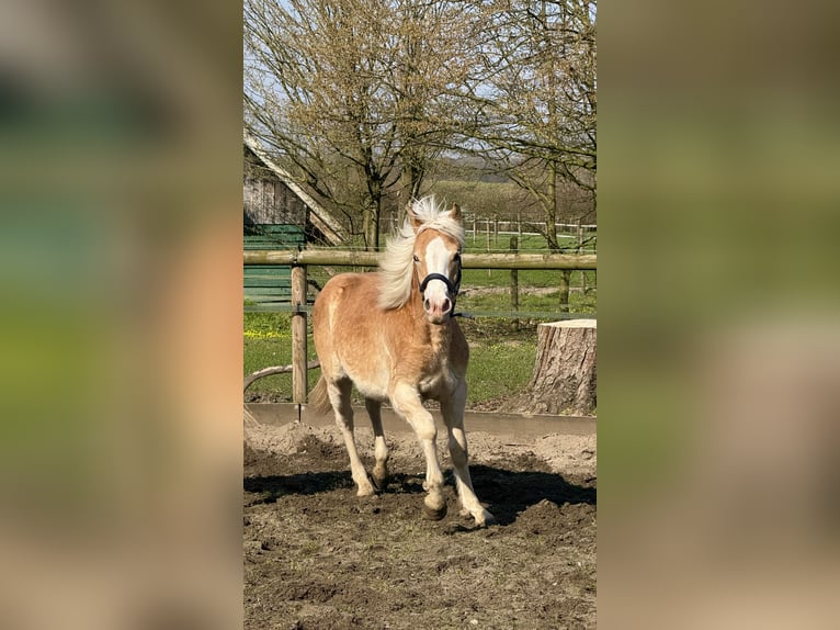 Hafliger Wałach 1 Rok 145 cm Kasztanowata in Drensteinfurt