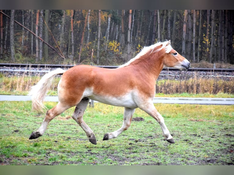 Hafliger Wałach 1 Rok 150 cm Izabelowata in Brzoz&#xF3;wka