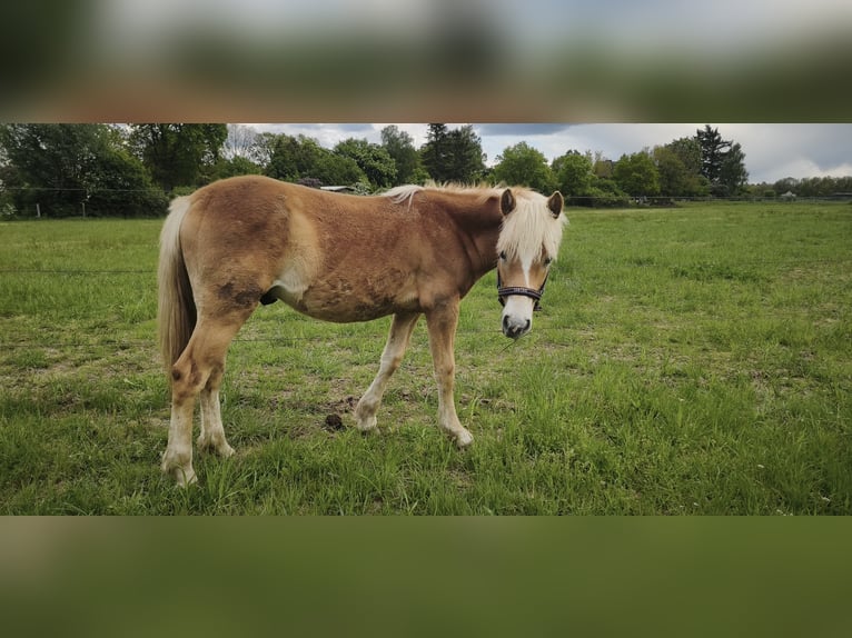 Hafliger Wałach 1 Rok 150 cm Kasztanowata in Dörverden