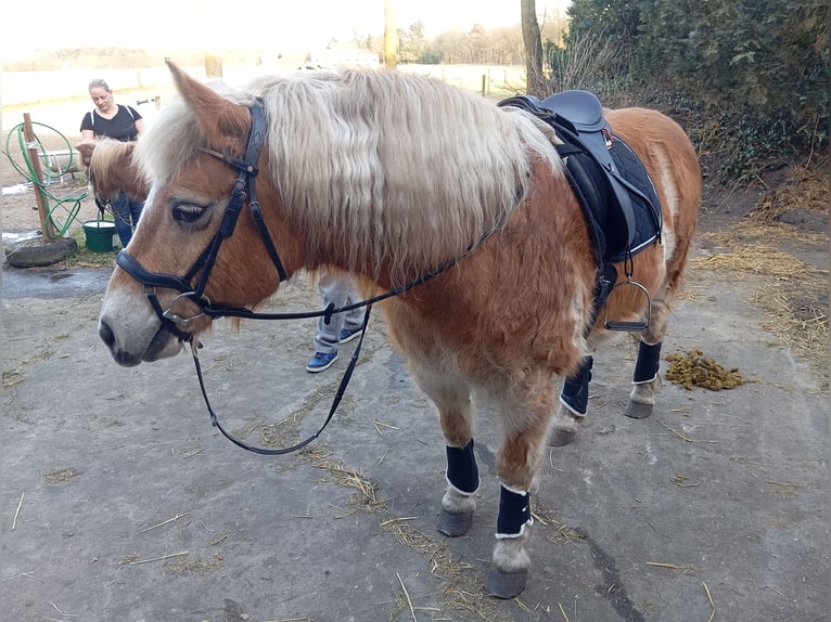 Hafliger Wałach 20 lat 145 cm Kasztanowata in Rheine