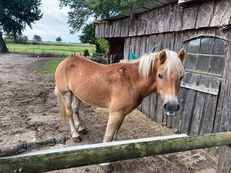 Hafliger Wałach 22 lat 135 cm Kasztanowata in Leck