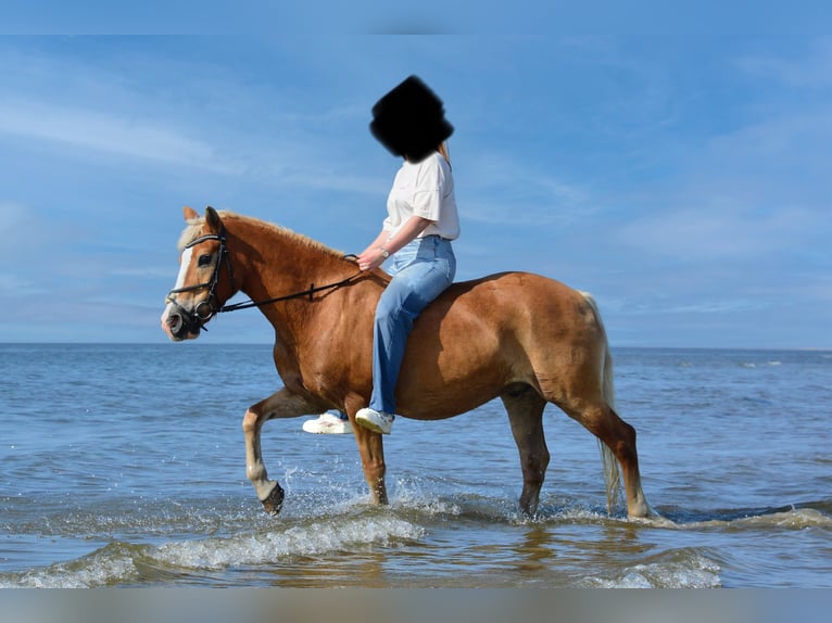 Hafliger Mix Wałach 26 lat 140 cm Kasztanowata in Tellingstedt