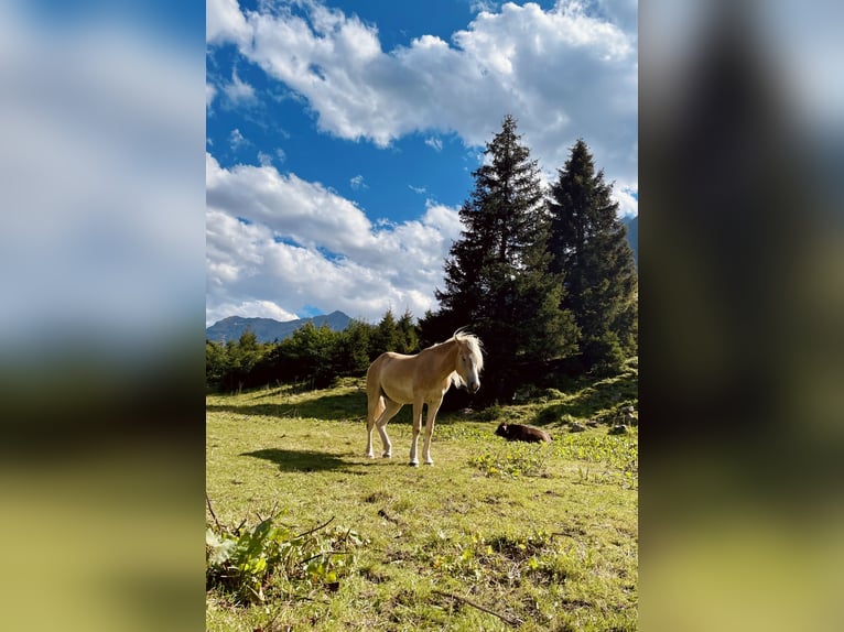 Hafliger Wałach 2 lat 147 cm Izabelowata in St. Leonhard im Pitztal