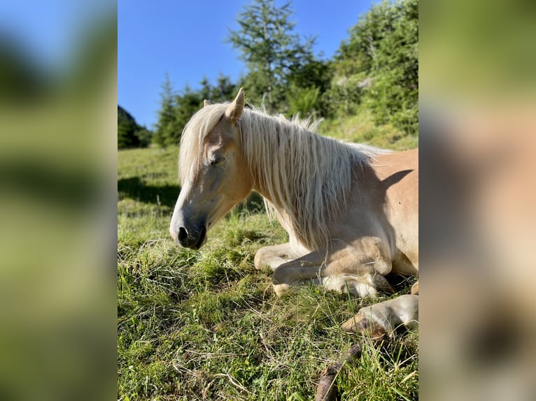 Hafliger Wałach 2 lat 147 cm Izabelowata in St. Leonhard im Pitztal