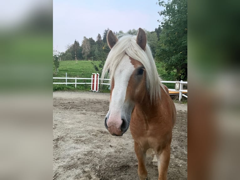 Hafliger Wałach 2 lat 147 cm Kasztanowata in St.Georgen an der Leys