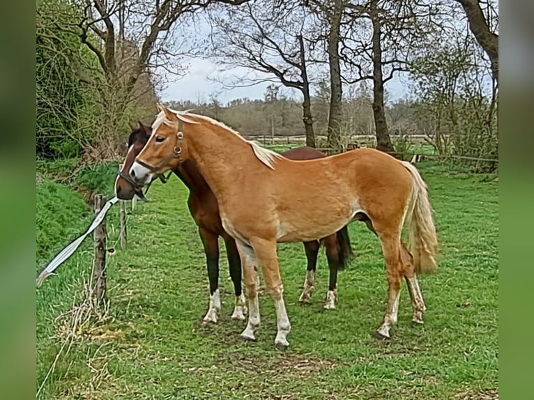 Hafliger Wałach 2 lat 147 cm Kasztanowata in D&#xF6;tlingen