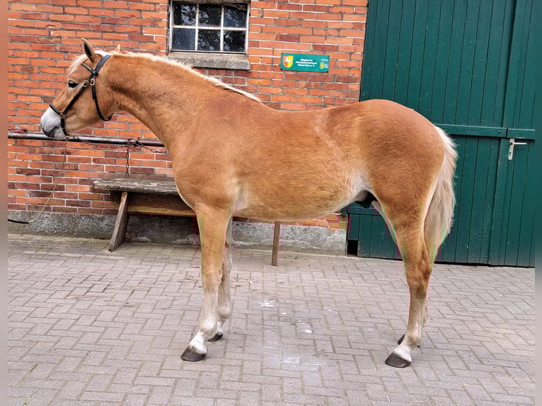 Hafliger Wałach 2 lat 147 cm Kasztanowata in D&#xF6;tlingen