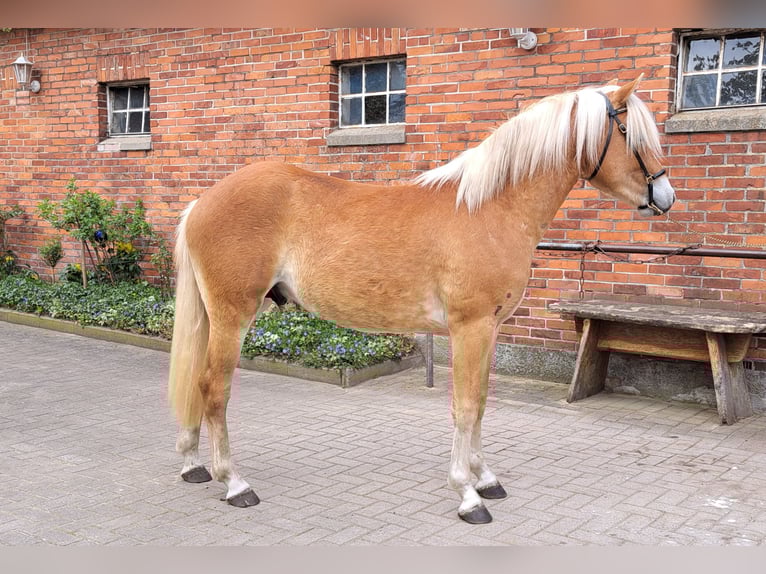Hafliger Wałach 2 lat 147 cm Kasztanowata in D&#xF6;tlingen