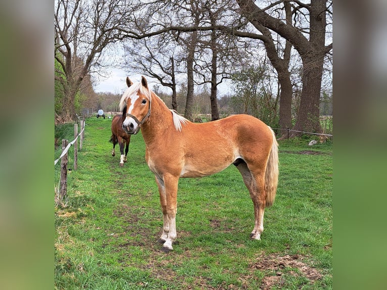 Hafliger Wałach 2 lat 147 cm Kasztanowata in D&#xF6;tlingen