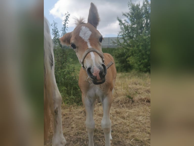 Hafliger Wałach 2 lat 148 cm Bułana in Kütten