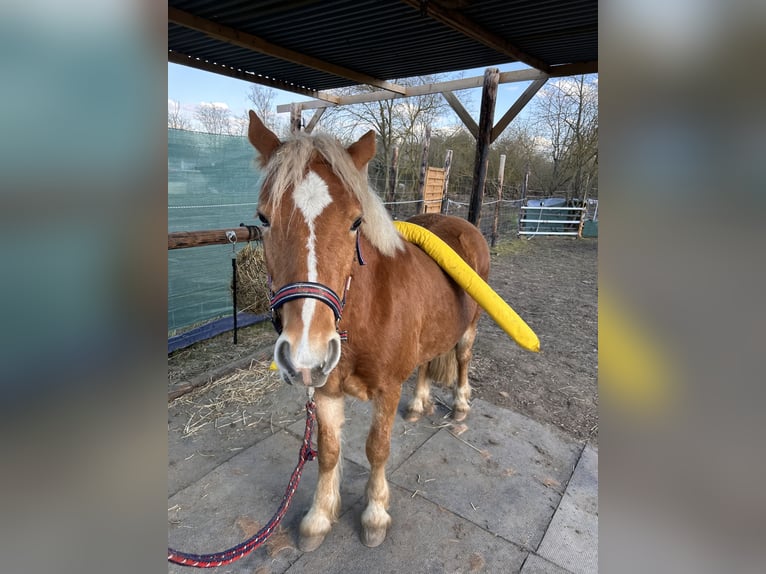Hafliger Wałach 2 lat 148 cm Bułana in Kütten