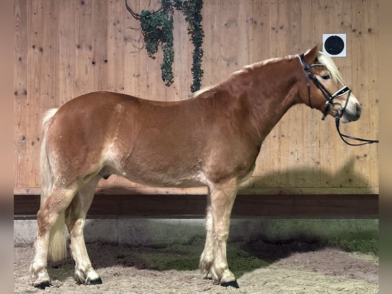 Hafliger Wałach 2 lat 148 cm Kasztanowata in Riedlingen