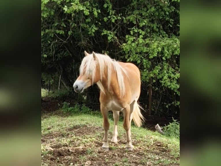 Hafliger Wałach 2 lat 149 cm Kasztanowata in Gummern