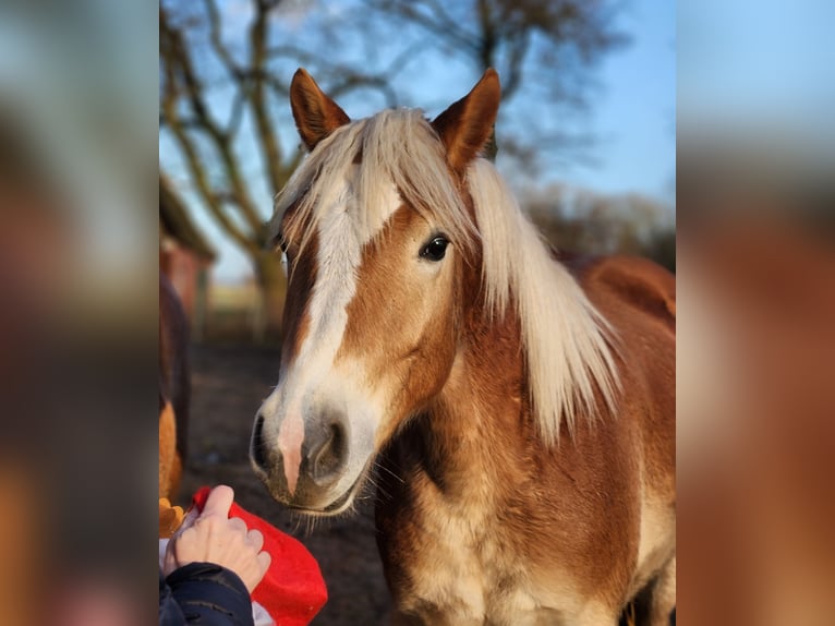 Hafliger Wałach 2 lat 150 cm Bułana in Raa-Besenbek