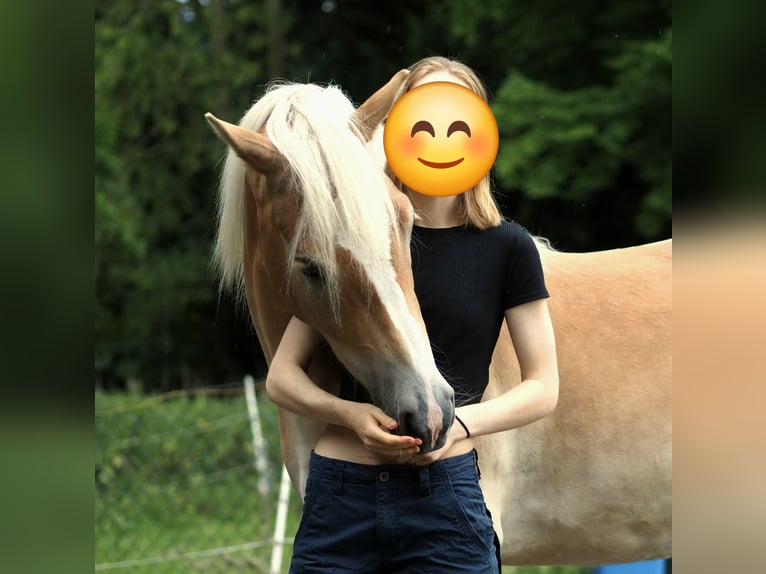 Hafliger Wałach 2 lat 150 cm Bułana in Raa-Besenbek