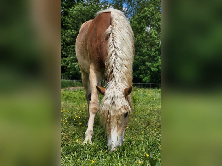 Hafliger Wałach 2 lat 150 cm Bułana in Raa-Besenbek