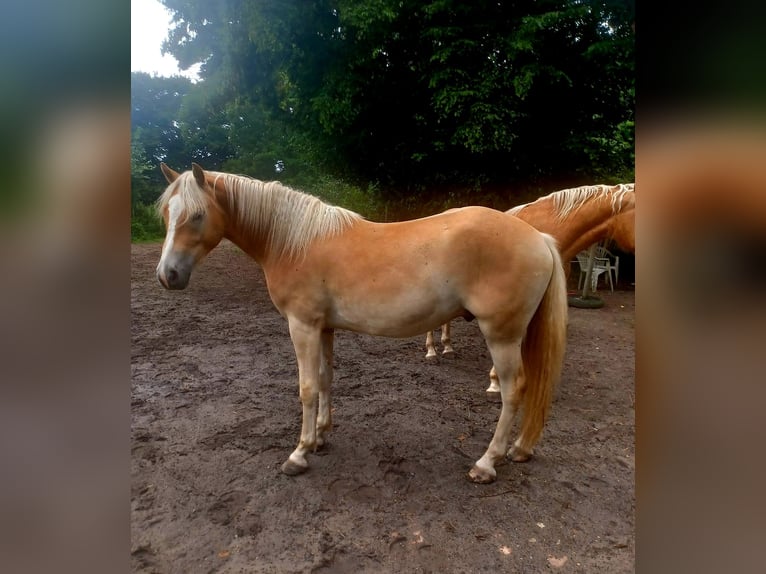 Hafliger Wałach 2 lat 150 cm Bułana in Raa-Besenbek