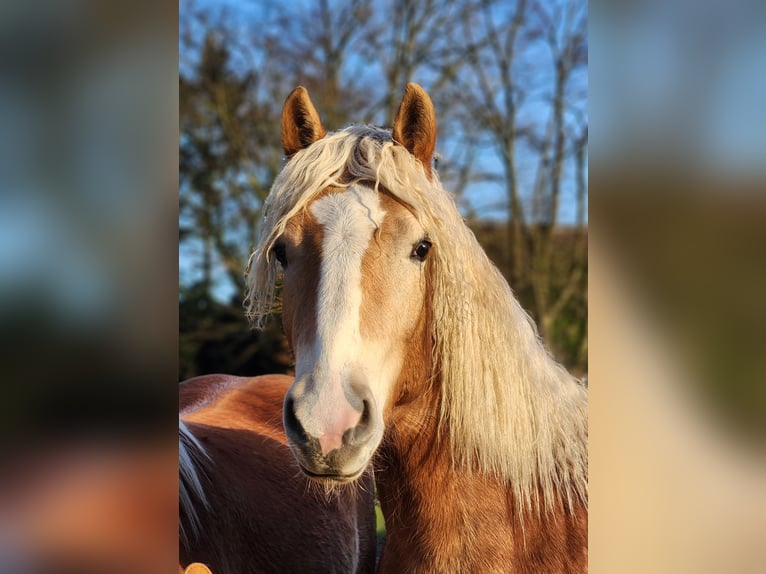 Hafliger Wałach 2 lat 150 cm Bułana in Raa-Besenbek