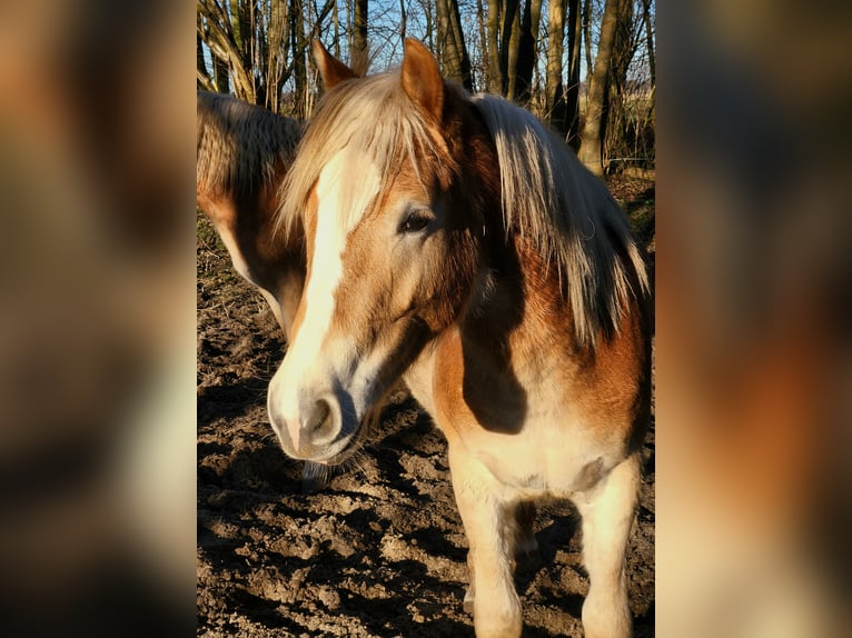 Hafliger Wałach 2 lat 150 cm Bułana in Raa-Besenbek