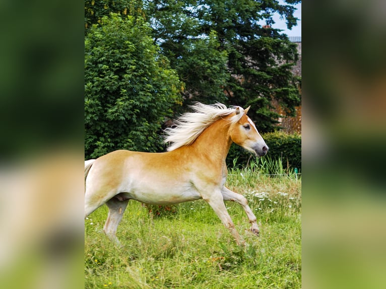 Hafliger Wałach 2 lat 150 cm Bułana in Raa-Besenbek