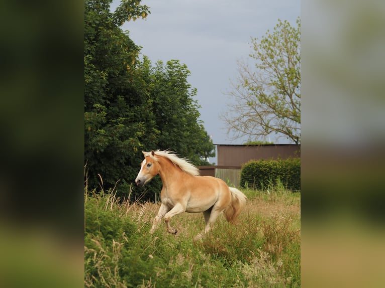 Hafliger Wałach 2 lat 150 cm Bułana in Raa-Besenbek