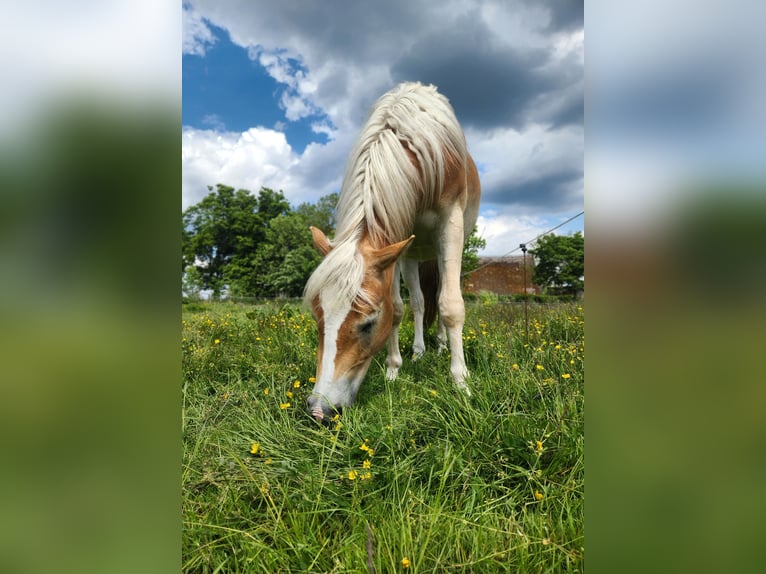 Hafliger Wałach 2 lat 150 cm Bułana in Raa-Besenbek