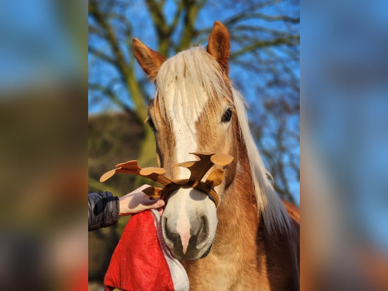 Hafliger Wałach 2 lat 150 cm Bułana in Raa-Besenbek