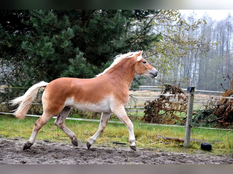 Hafliger Wałach 2 lat 150 cm Izabelowata in Brzozówka