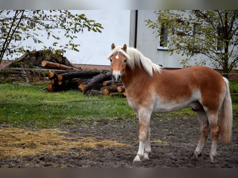 Hafliger Wałach 2 lat 150 cm Izabelowata in Brzozówka