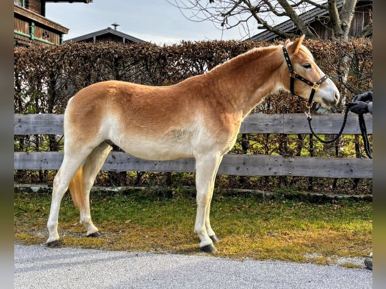 Hafliger Wałach 2 lat 150 cm Kasztanowata in Niedernsill