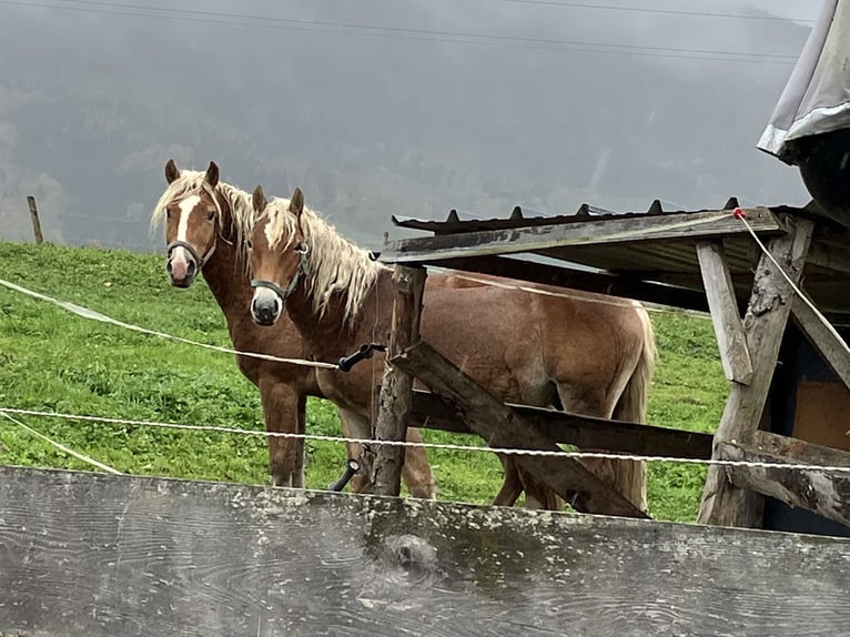 Hafliger Wałach 2 lat 150 cm Kasztanowata in Bad Goisern
