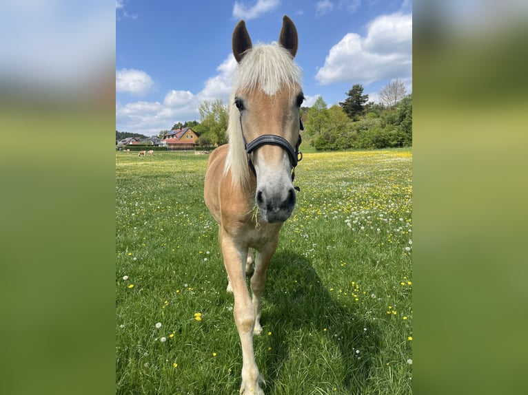 Hafliger Wałach 2 lat 150 cm Kasztanowata in Parsberg