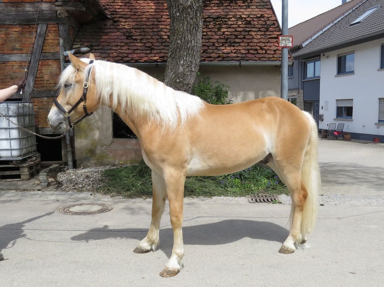 Hafliger Wałach 2 lat 153 cm Kasztanowata in Schrozberg