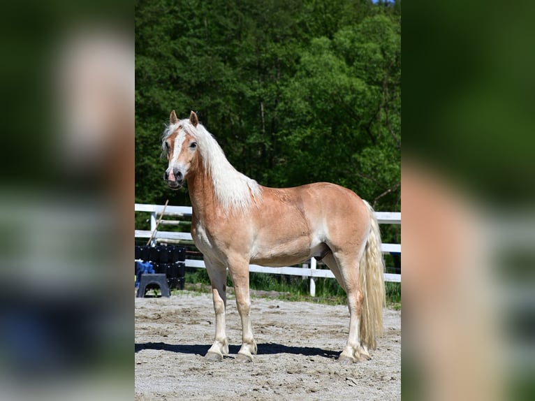 Hafliger Wałach 2 lat 154 cm Kasztanowata in Voitsberg