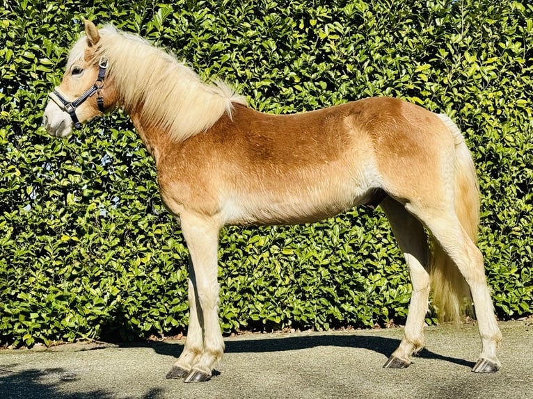 Hafliger Wałach 2 lat 155 cm Izabelowata in Putten