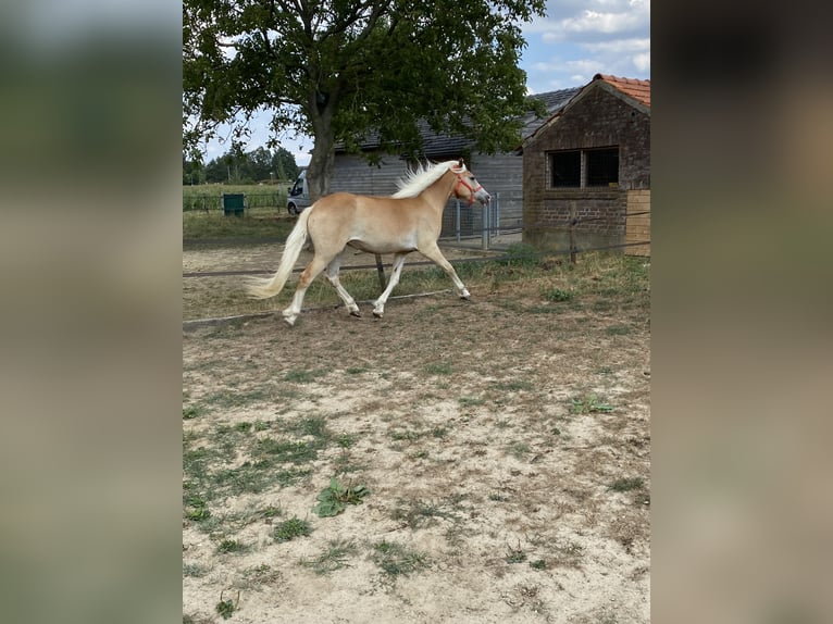 Hafliger Wałach 2 lat  in Venlo