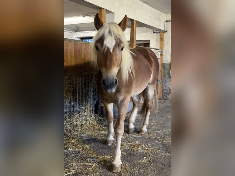 Hafliger Wałach 3 lat 140 cm Kasztanowata in Sierning