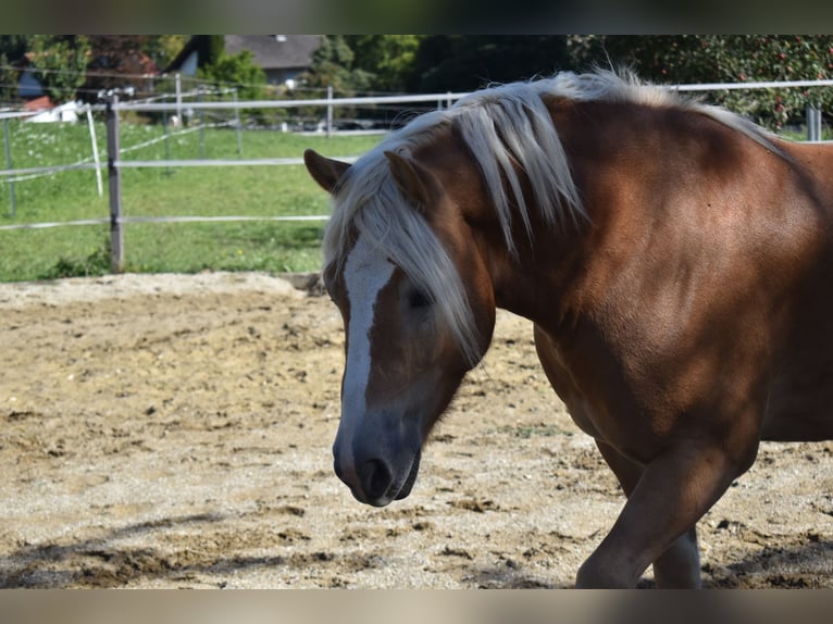 Hafliger Wałach 3 lat 144 cm Kasztanowata in Waldzell